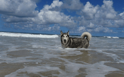 El Alaskan Malamute y los climas tropicales