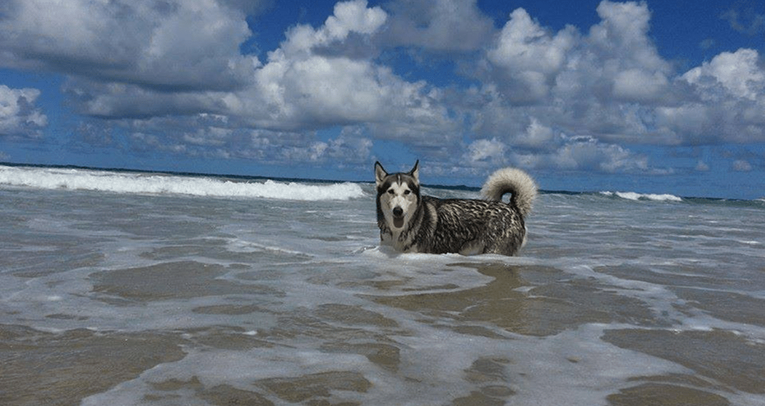 El Alaskan Malamute y los climas tropicales