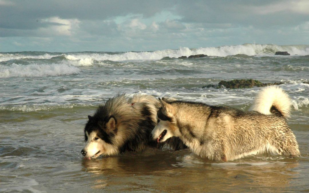 História del Alaskan Malamute