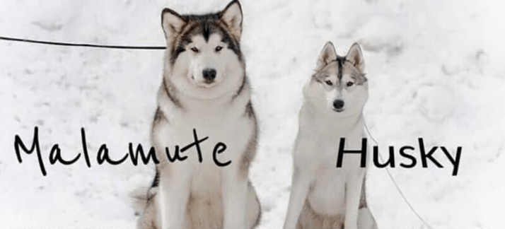 Alaskan Malamute vs Siberian Husky