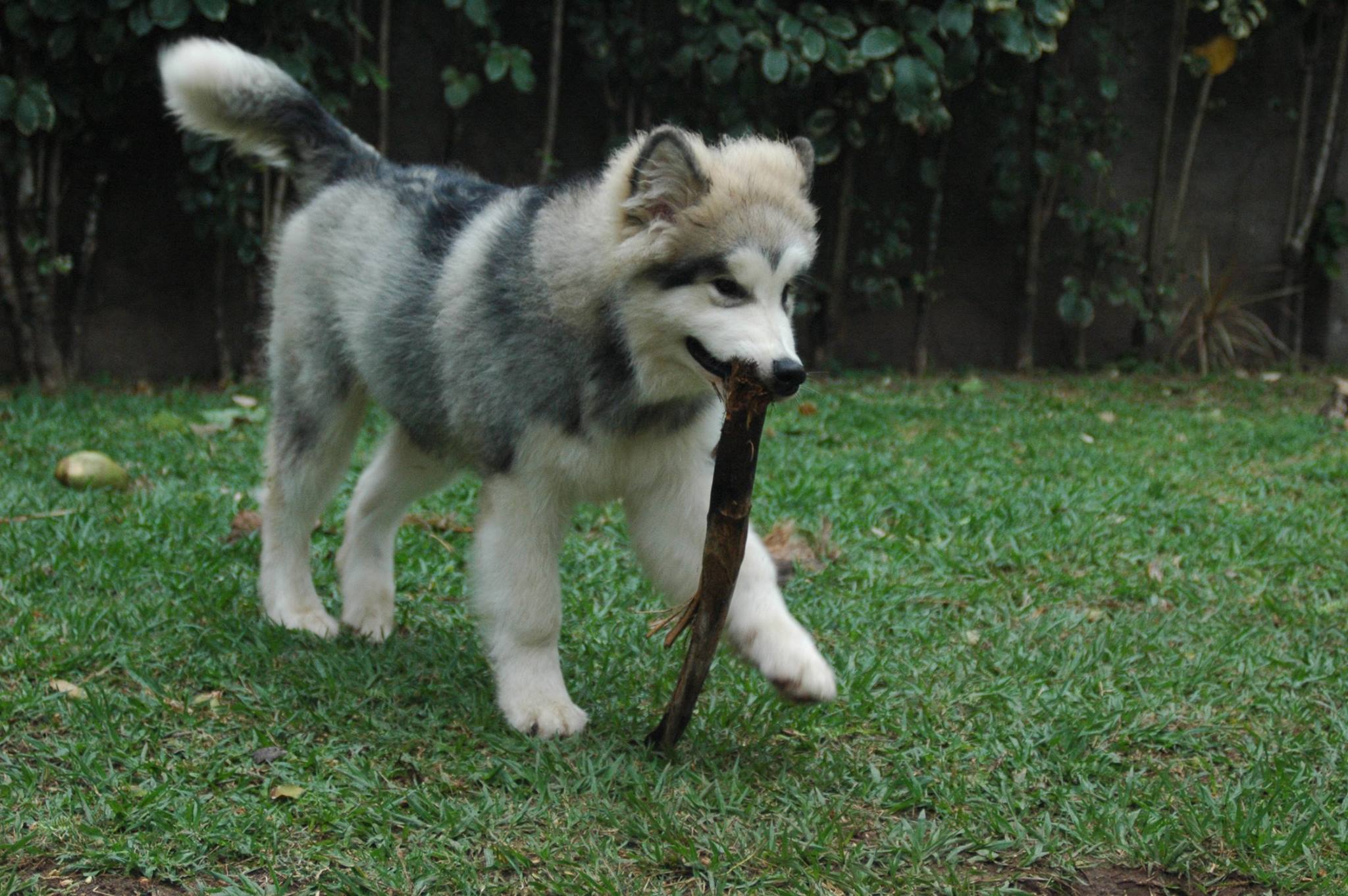 Lobo Gipsy Wolf jugando en el jardin