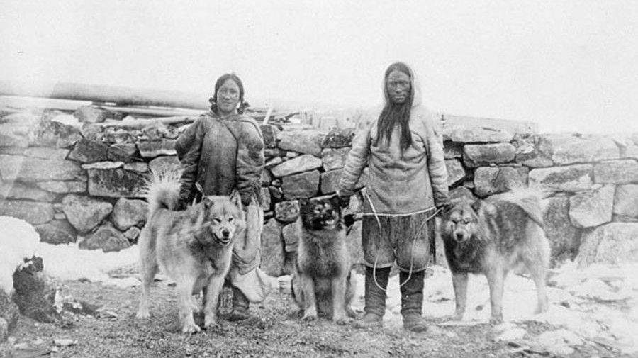 Mahlamuits con perros Alaskan Malamute