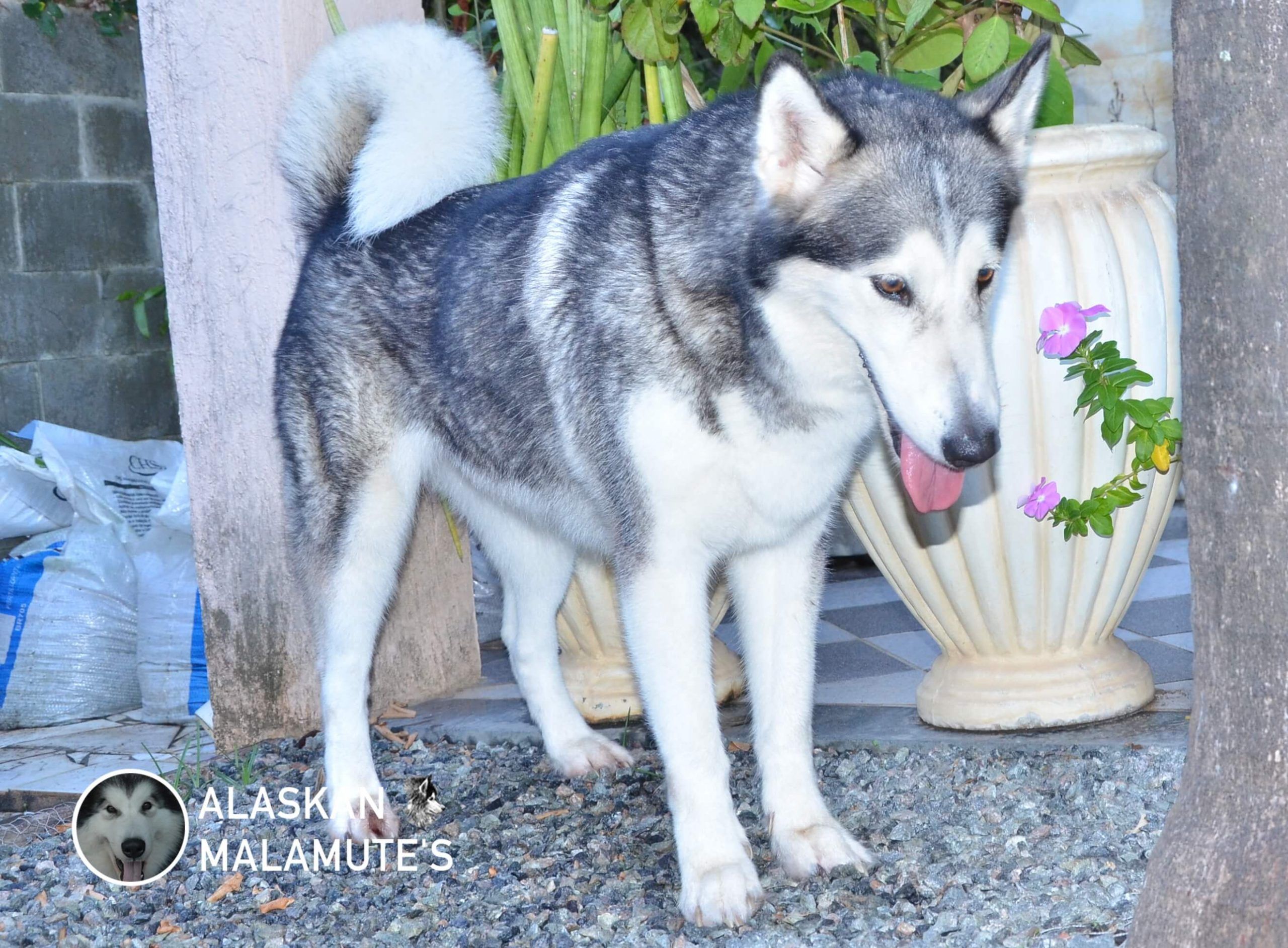 Malamute color plata y gris