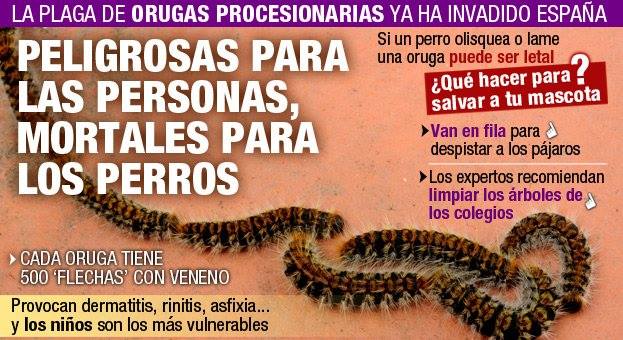 Avisos sobre oruga procesionaria