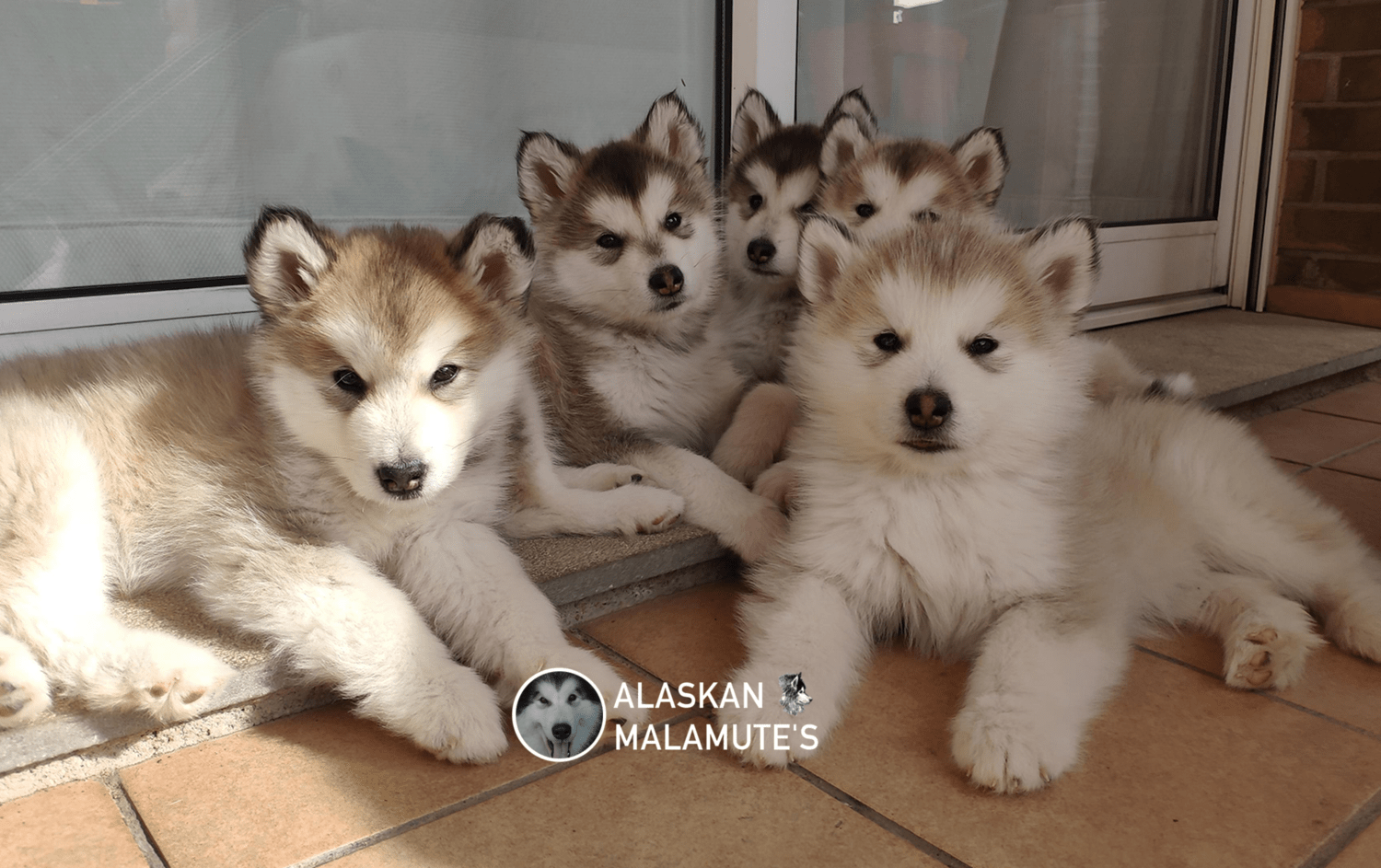 Alimentación de los cachorros 2º mes
