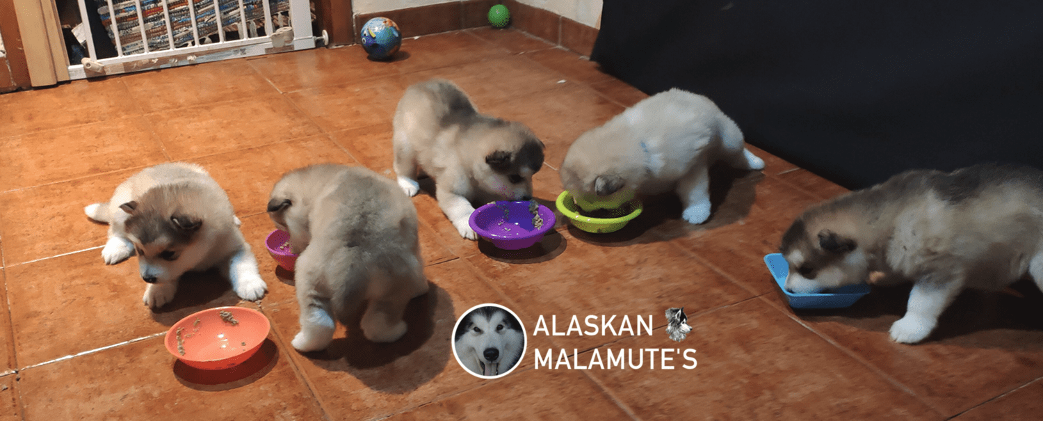 Cachorros de 5 semanas tomando papilla a base de pienso