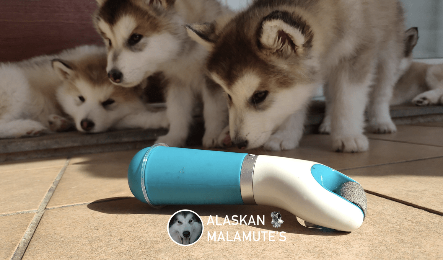 El cuidado de las garras de las patas del Alaskan Malamute