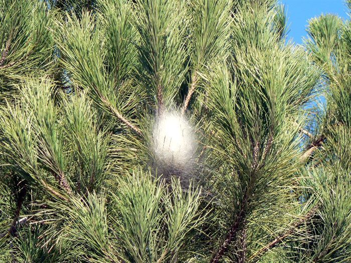 Nido de oruga procesionaria en un pino