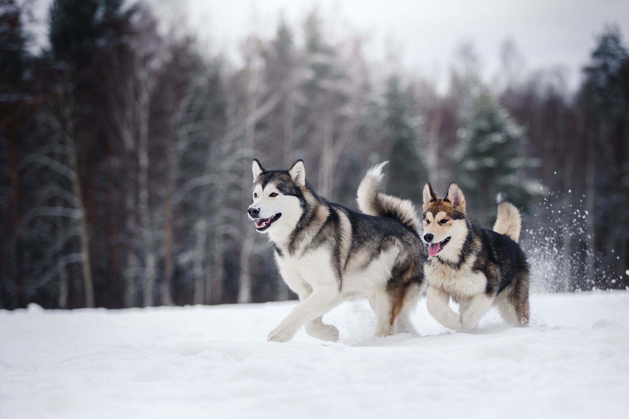 Alaskan Malamjte en la nieve