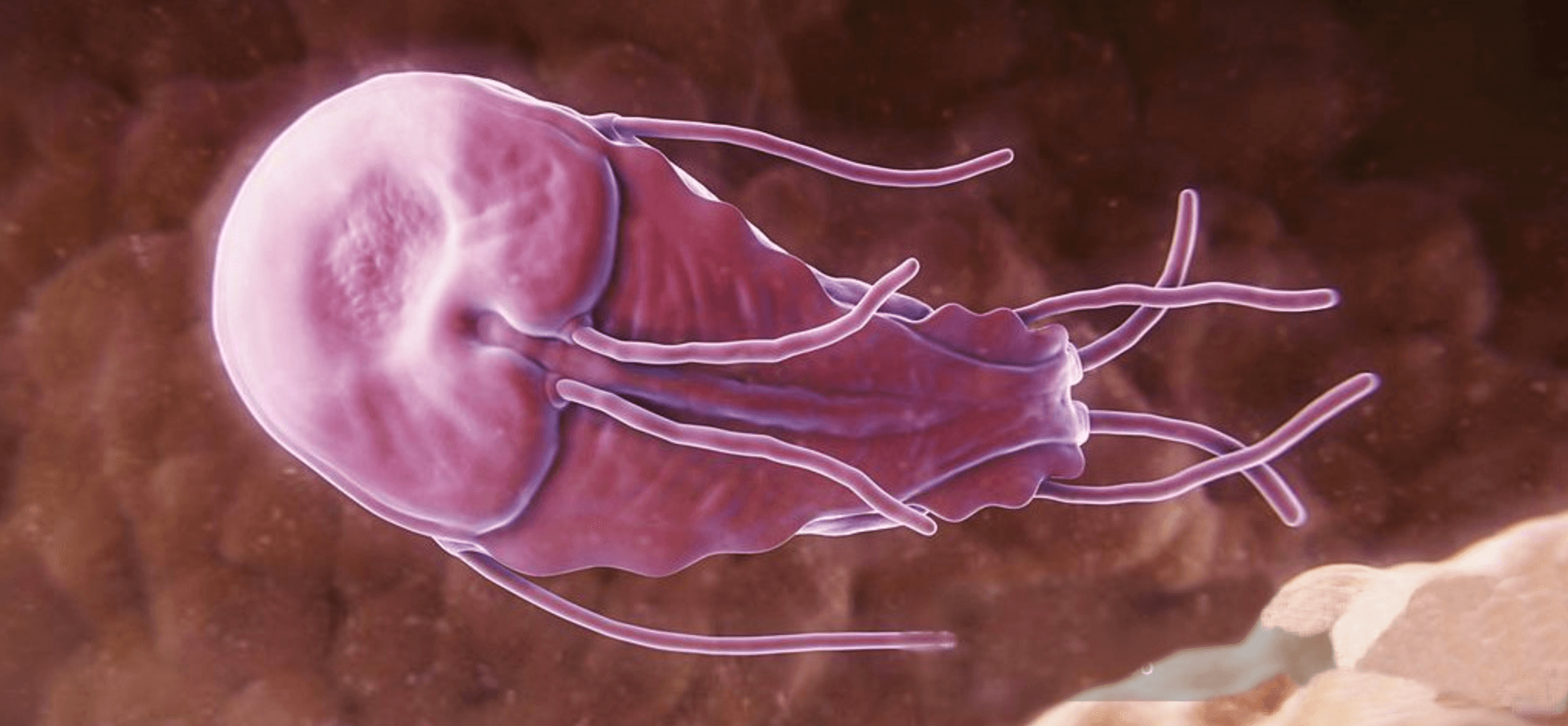Giardia lamblia
