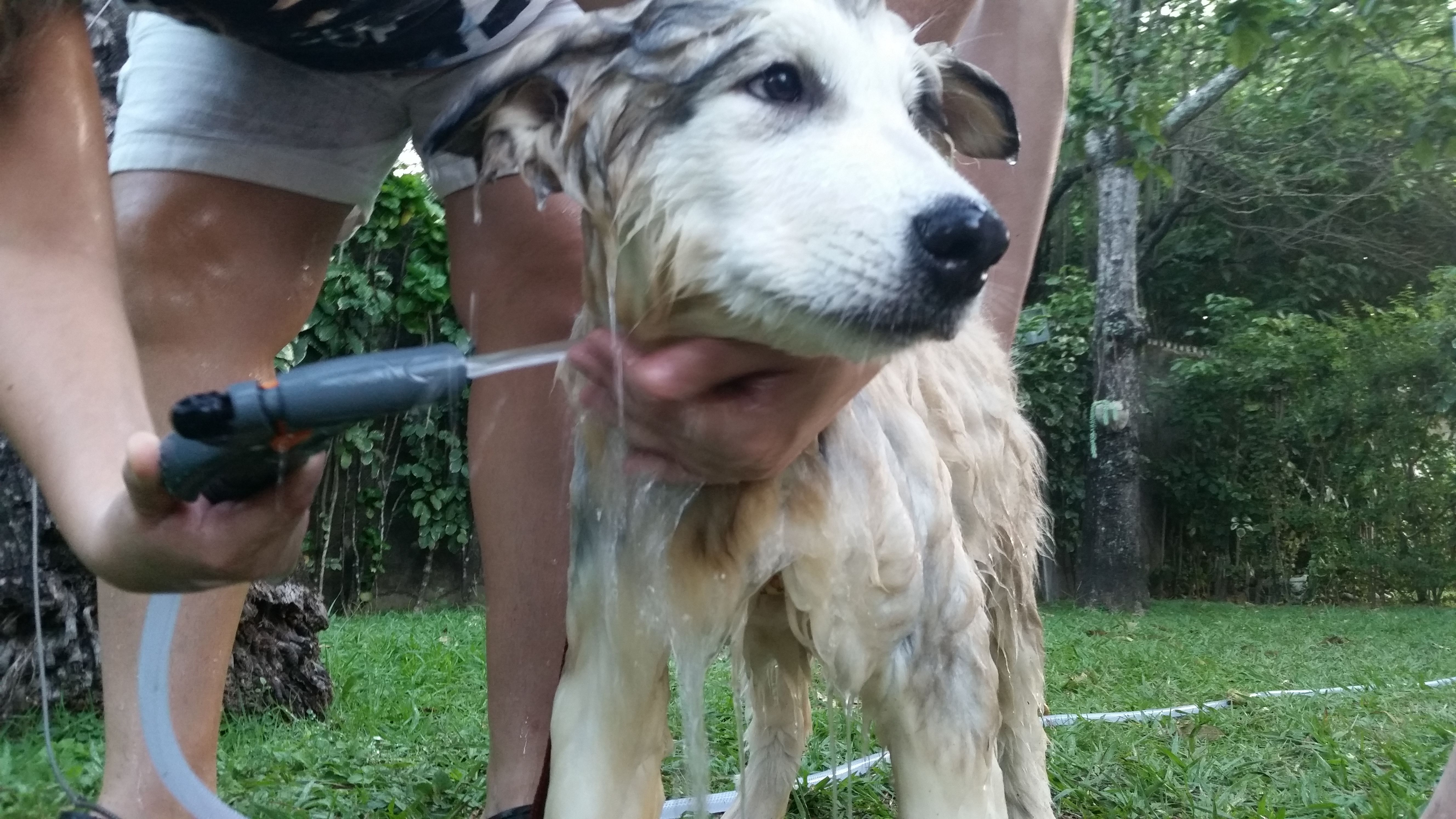 Joven Malamute tomando baño de manguera