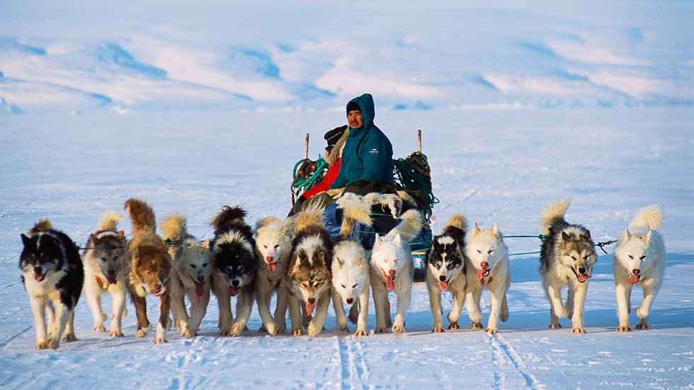 En la actualidad los Inuit siguen usando los Malamute para el tiro de trineos