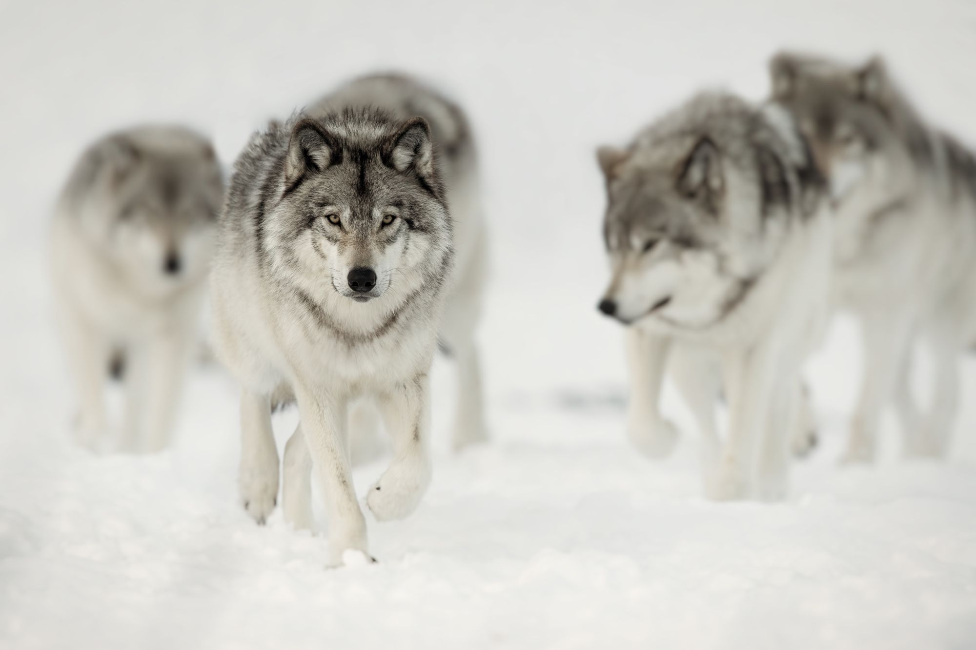 Manada de lobos en la nieve