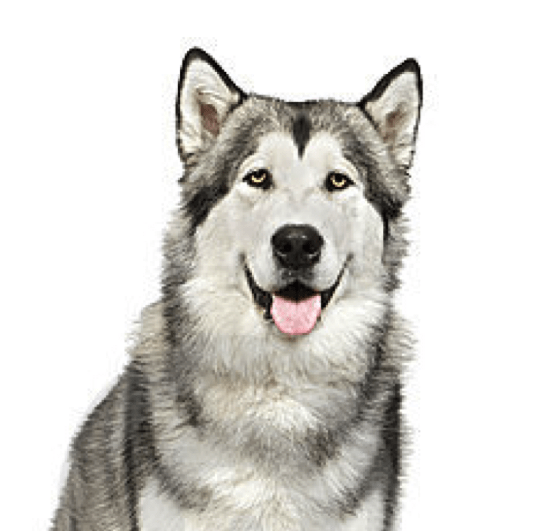 Aika Alaskan Malamute