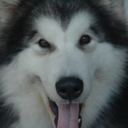 Lobo Gipsy Wolf