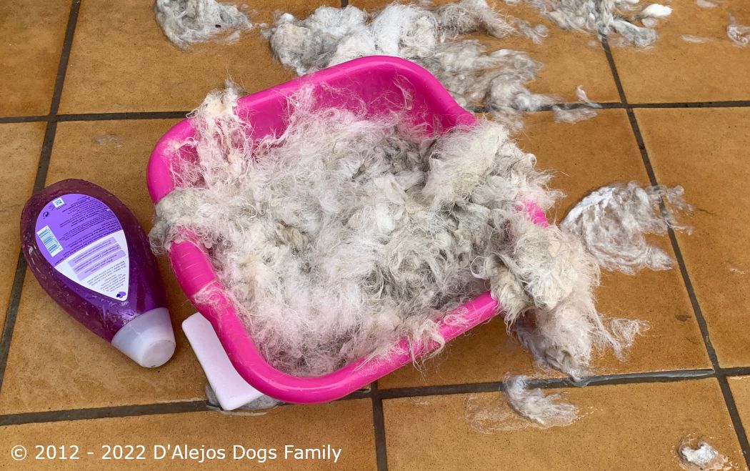 Recogida del pelo muerto en mojado