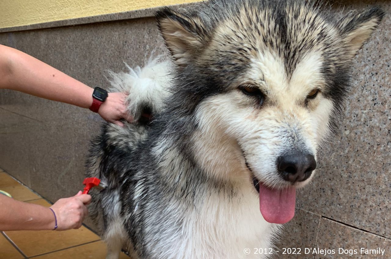 Malamute tomando baño