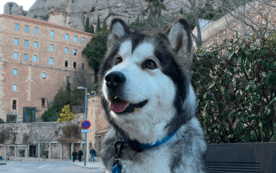 Alaskan Malamute en adopción busca padres humanos